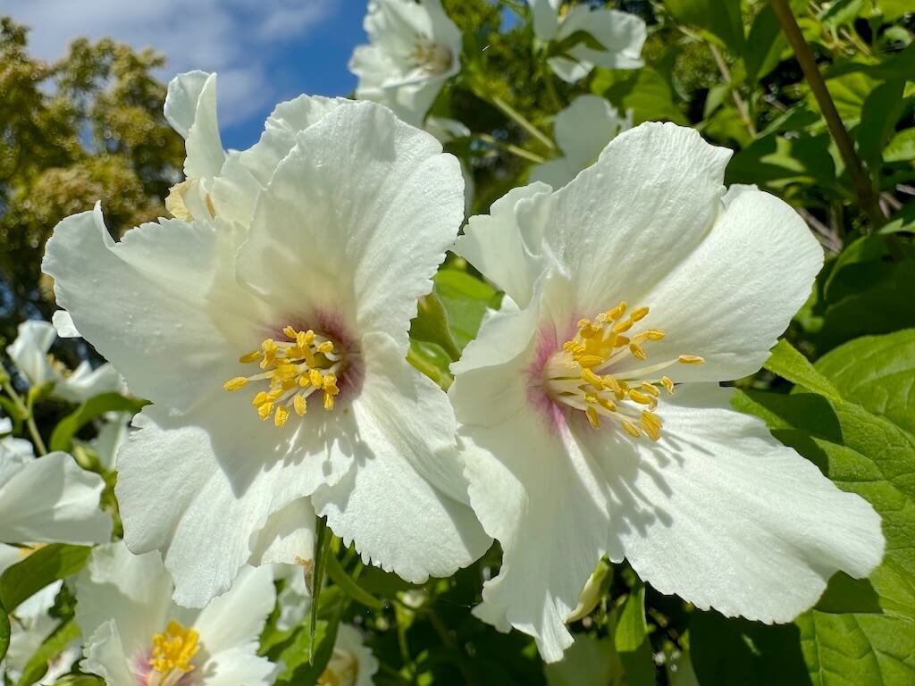 Philadelphus 'Belle Etoile' 01.jpeg