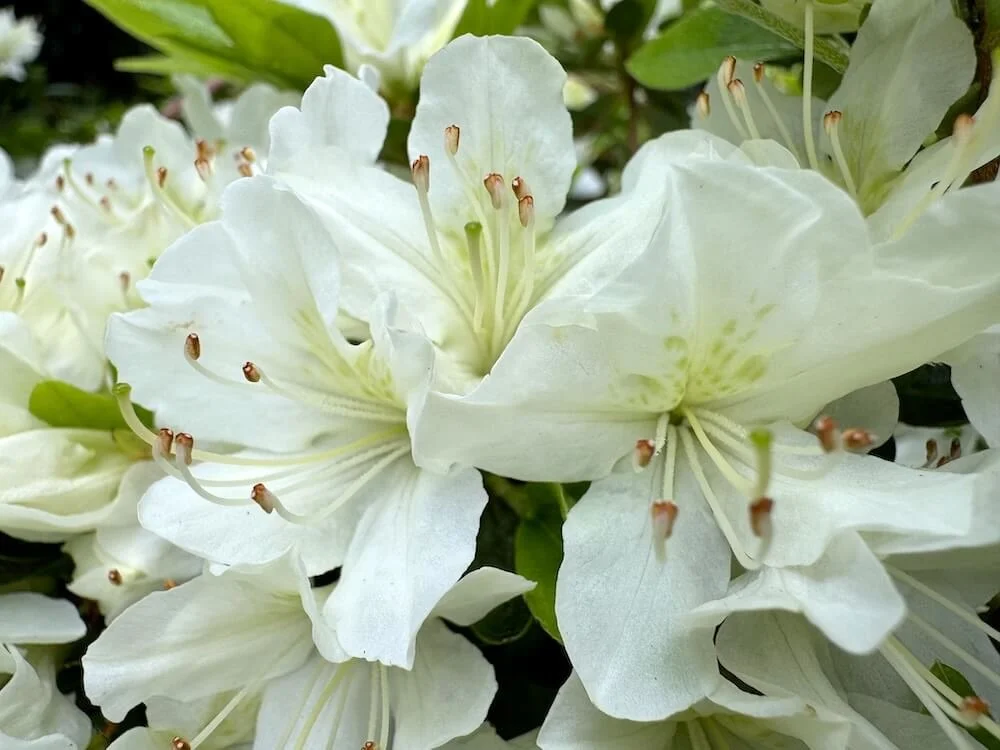 Rhododendron albiflorum Hook. var. albiflorum 02.jpeg