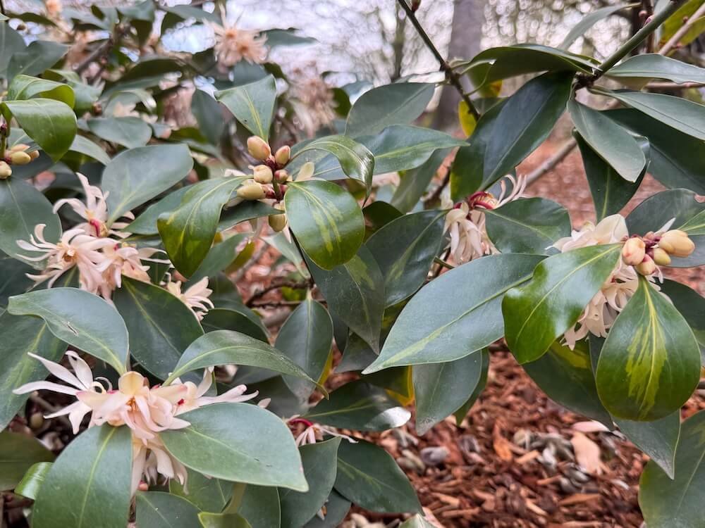Illicium anisatum 'HinPurlf' 04.jpeg