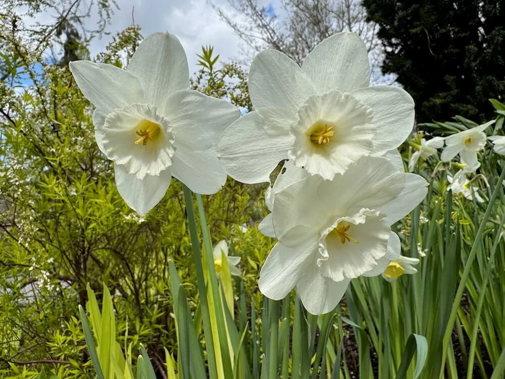 Narcissus 'Frosty Snow' | Frosty Snow Daffodil