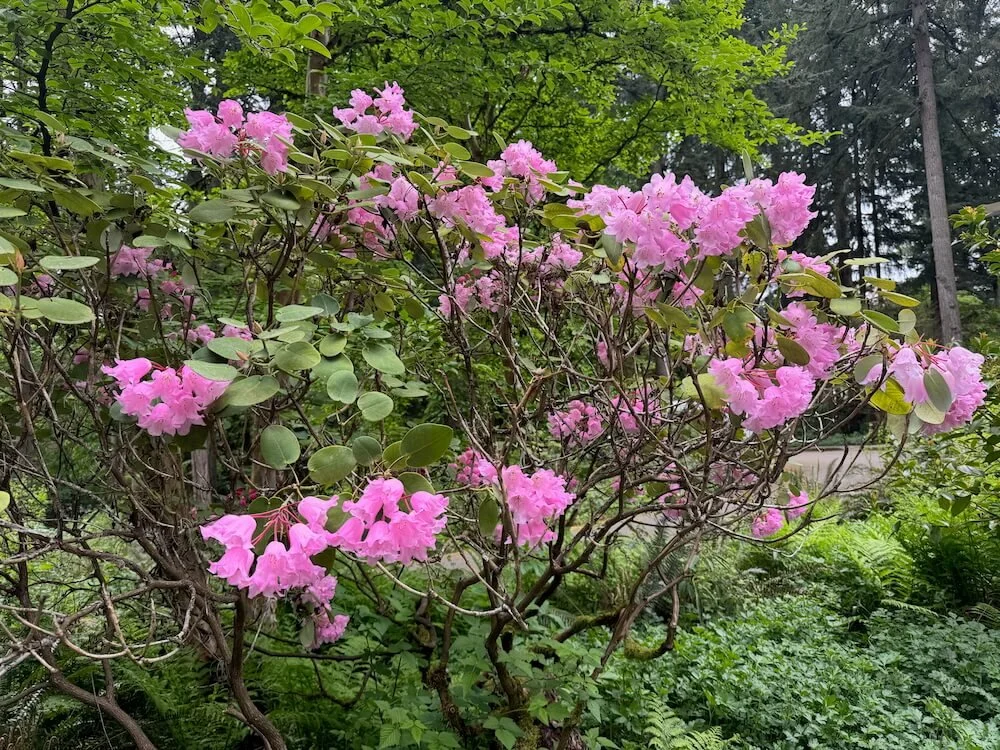 Rhododendron orbiculare 03.jpeg