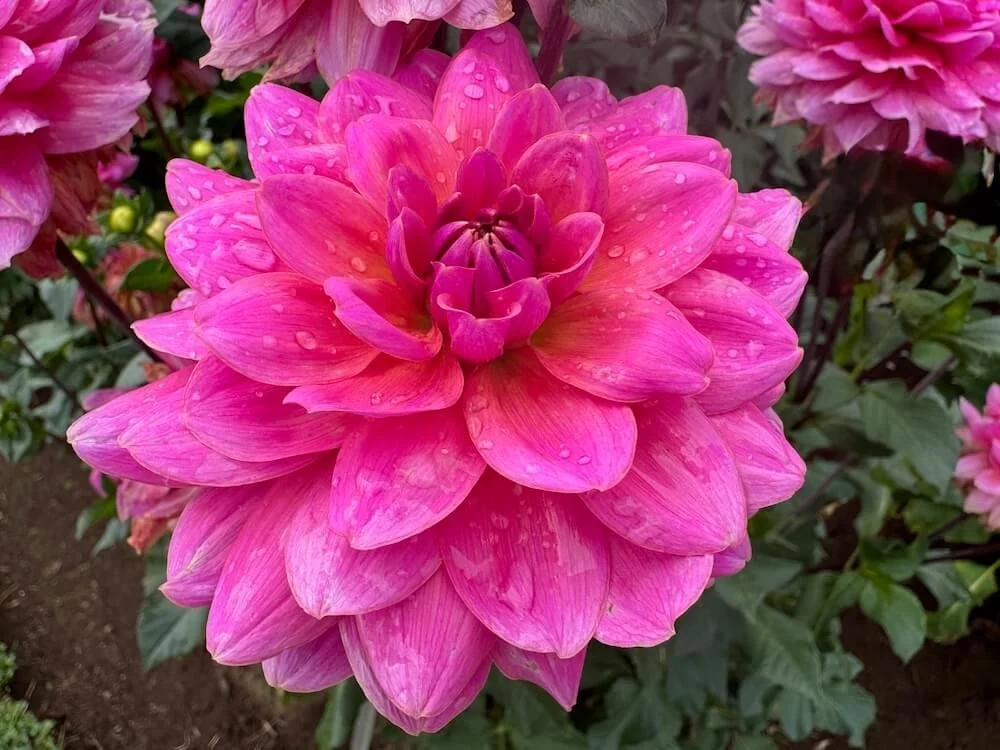 Dahlia 'Lovebug' | Lovebug Dahlia