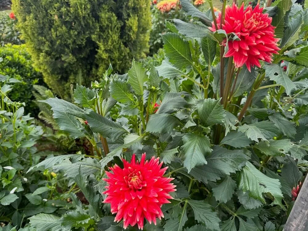 Dahlia 'Steven David' 03.jpeg