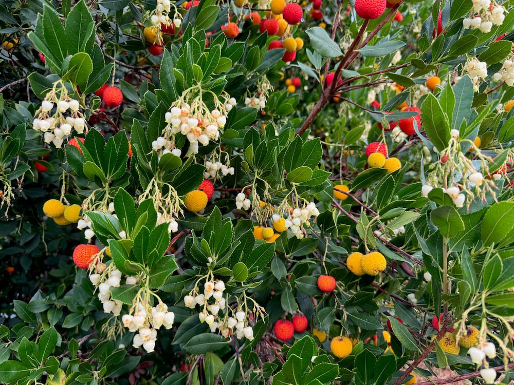 Arbutus unedo 'Compacta' 09.jpeg