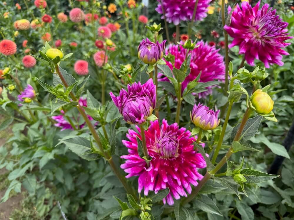 Dahlia 'Glamour Girl' 03.jpeg