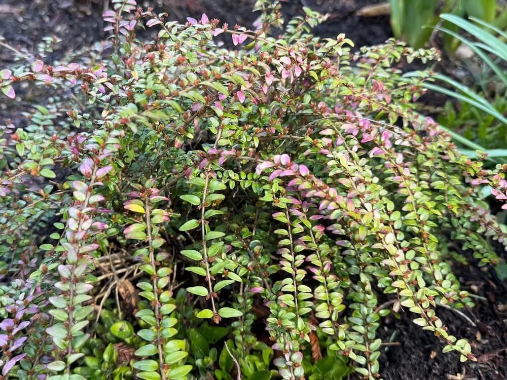 Lonicera nitida 'Twiggy' 02.jpeg