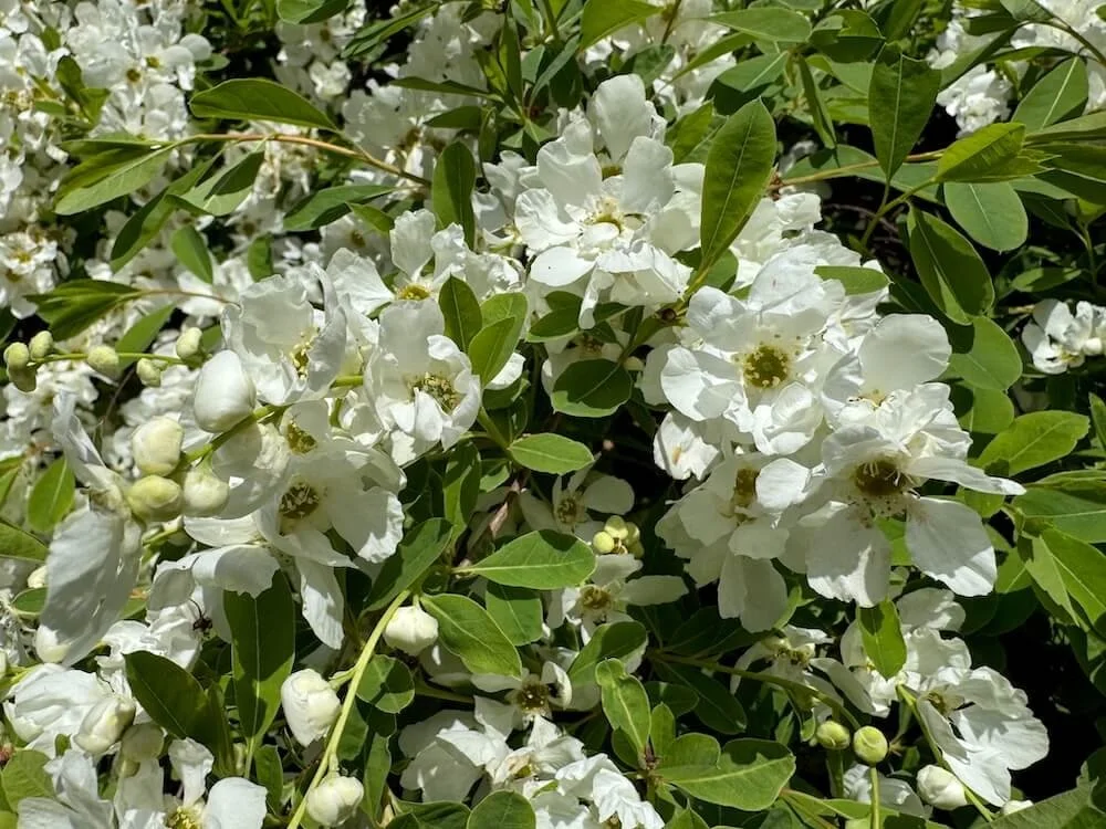 Exochorda x macrantha 'The Bride' 02.jpeg