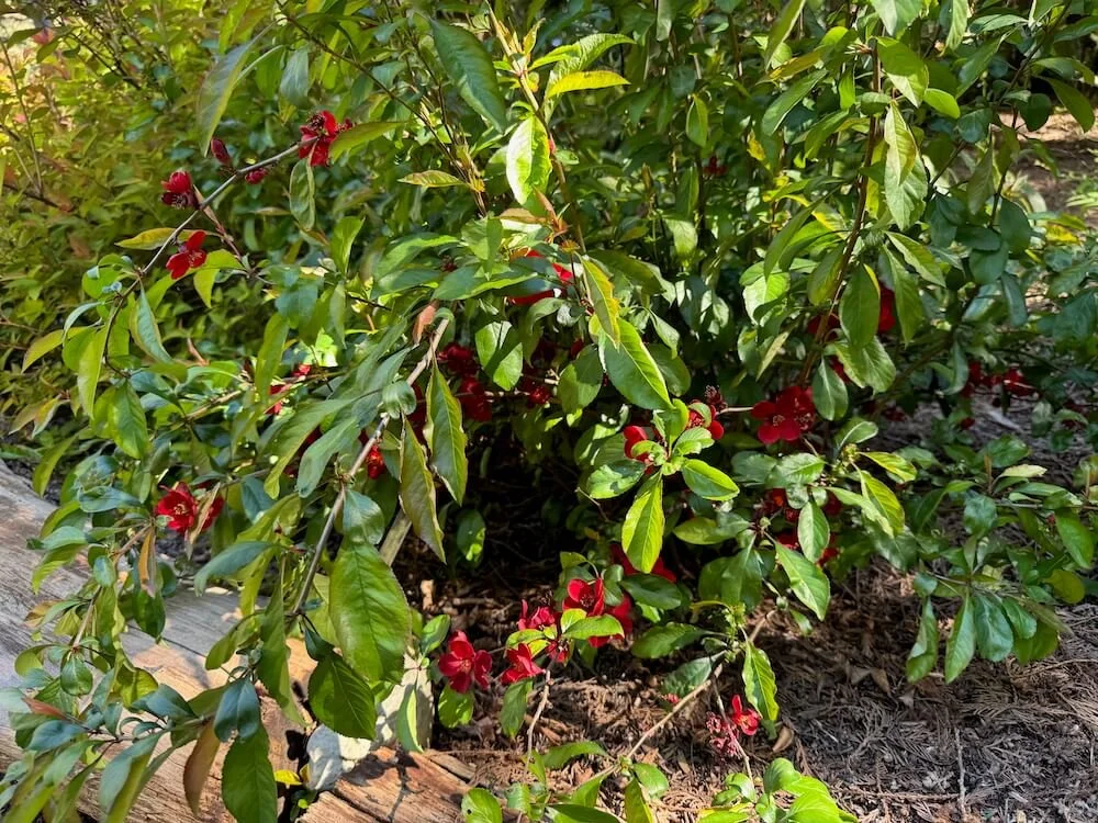 Chaenomeles japonica 'Atsuya Hamada' 03.jpeg