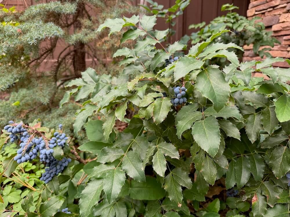 Mahonia repens 04.jpeg