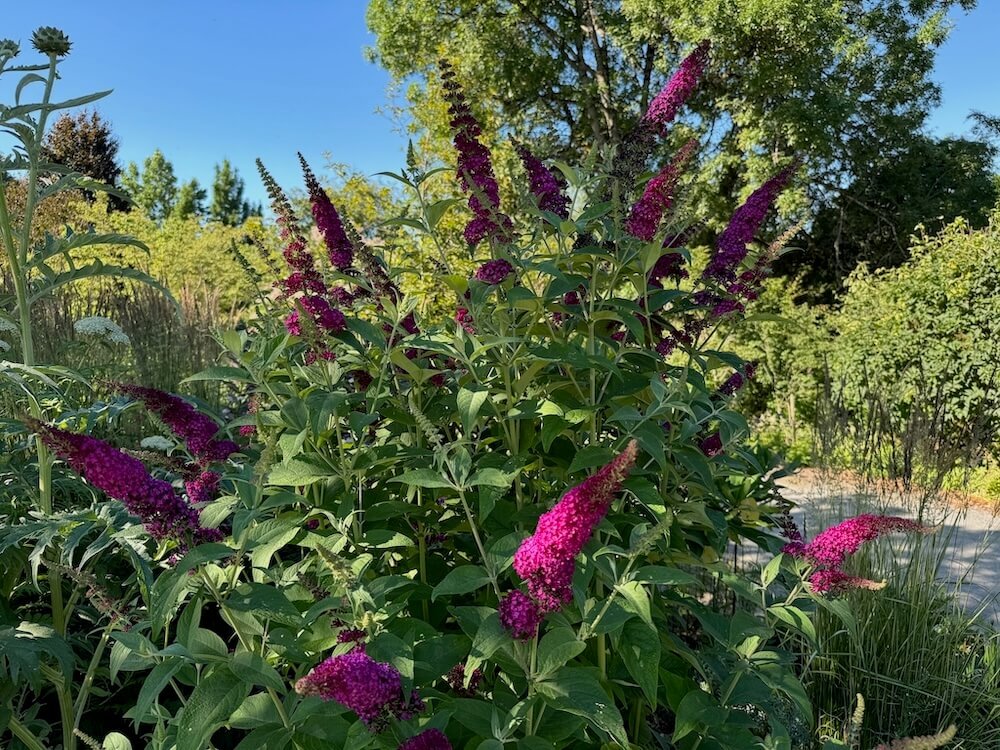 Buddleia davidii 'Miss Molly' 03.jpeg
