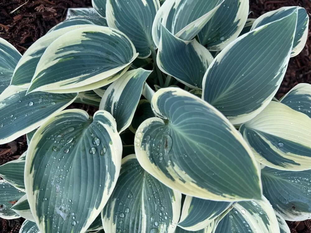 Hosta 'El Nino' 01.jpeg