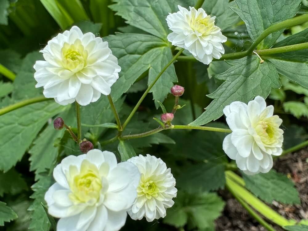 Ranunculus aconitifolius 'Flore Pleno' 01.jpg