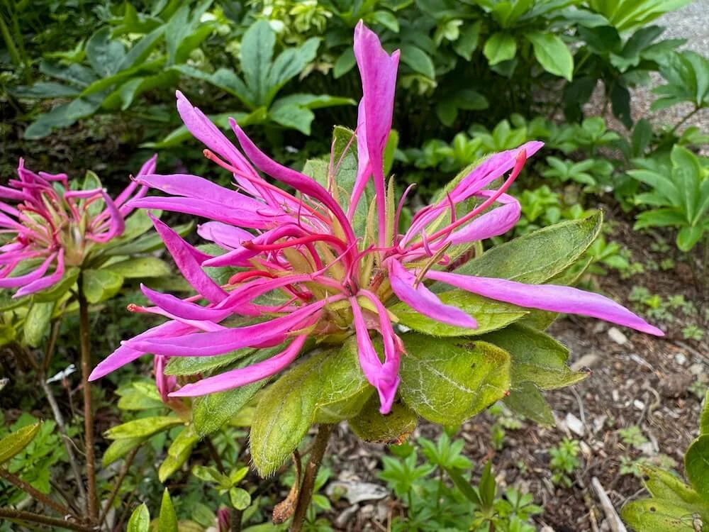 Rhododendron stenopetalum 'Purple Dragon' 01.jpeg