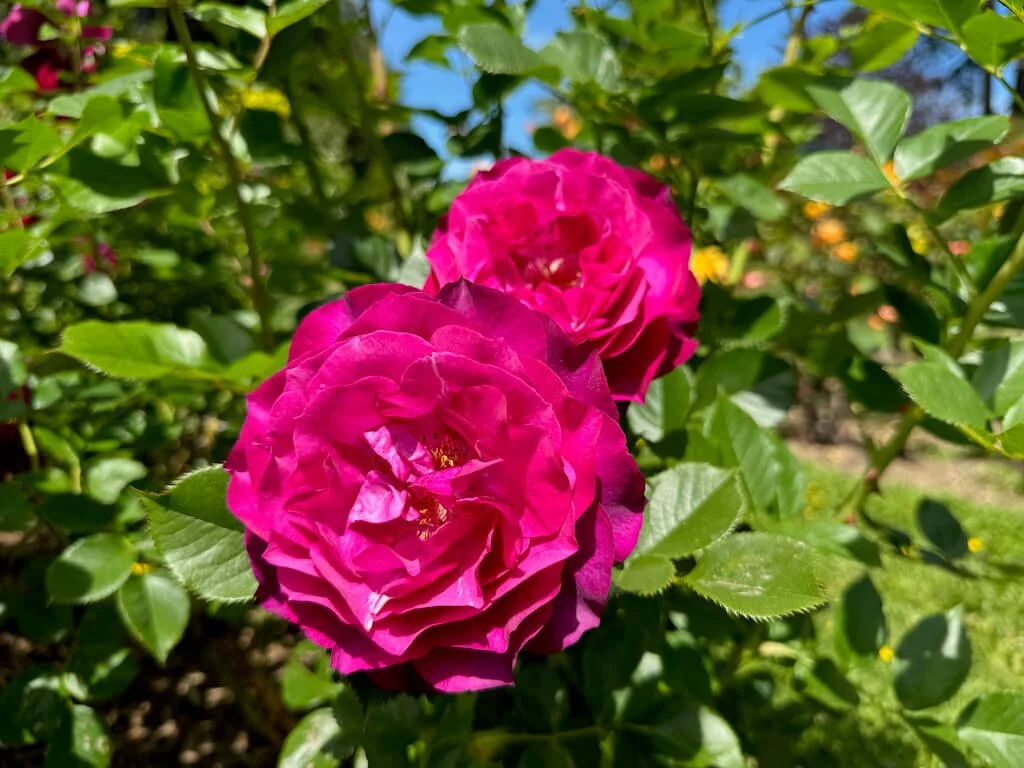 Rosa 'Wekisoblip' 04.jpeg