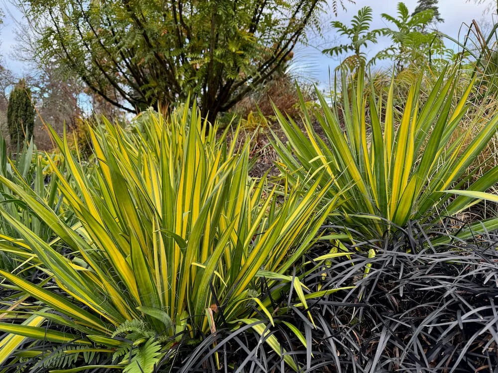Yucca filamentosa 'Garland's Gold' 03.jpeg