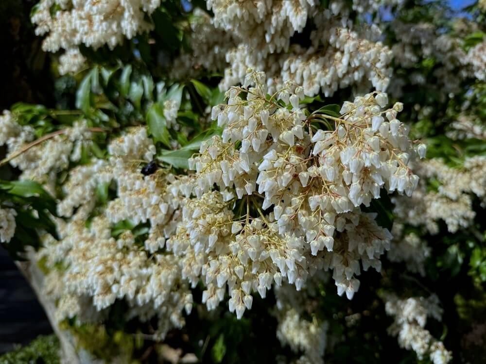 Pieris japonica 06.jpeg