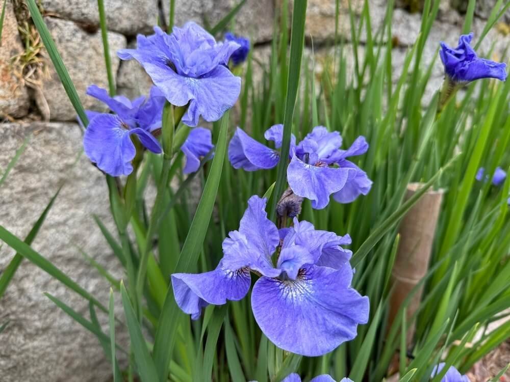 Iris sibirica 'Bennerup Blue' 03.jpeg