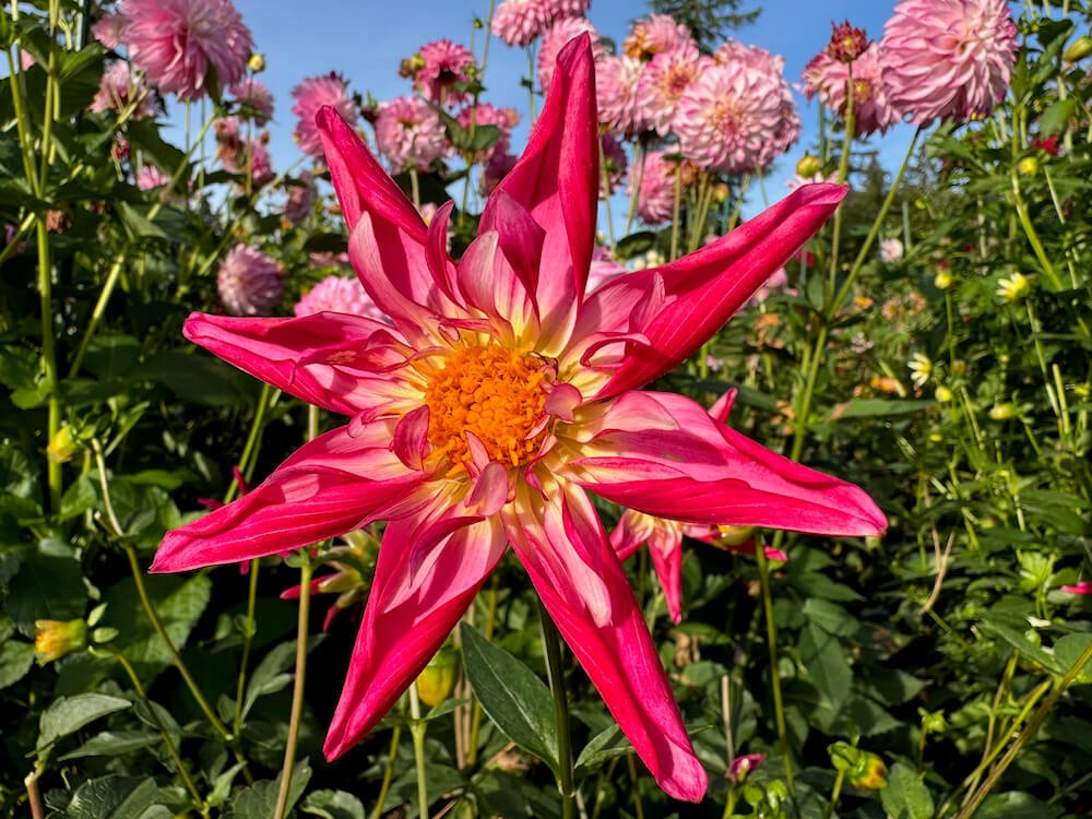 Dahlia 'SB's Red Baron' 01.jpeg