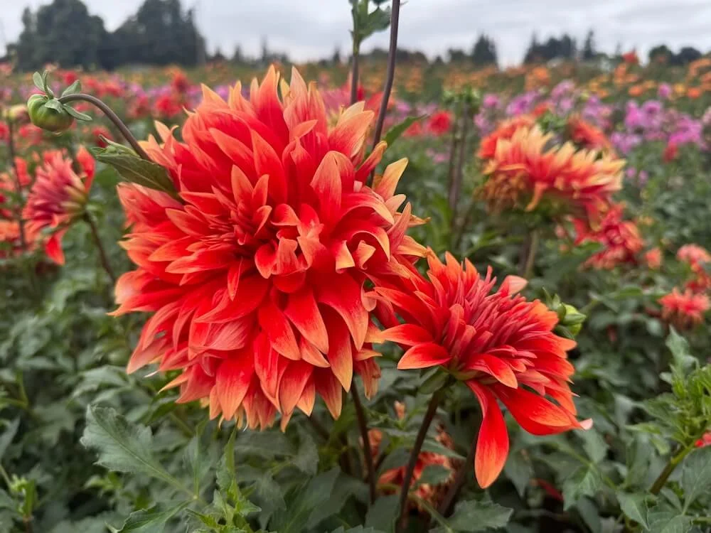 Dahlia 'Hot Tamale' 05.jpeg