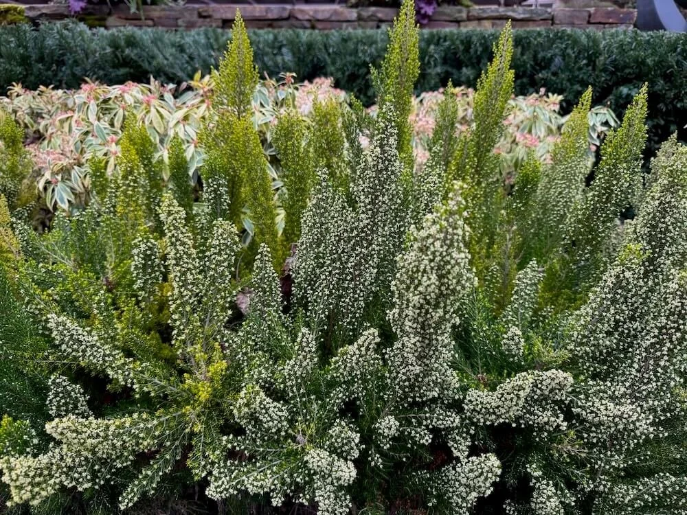Erica arborea f. aureifolia 'Estrella Gold' 02.jpeg