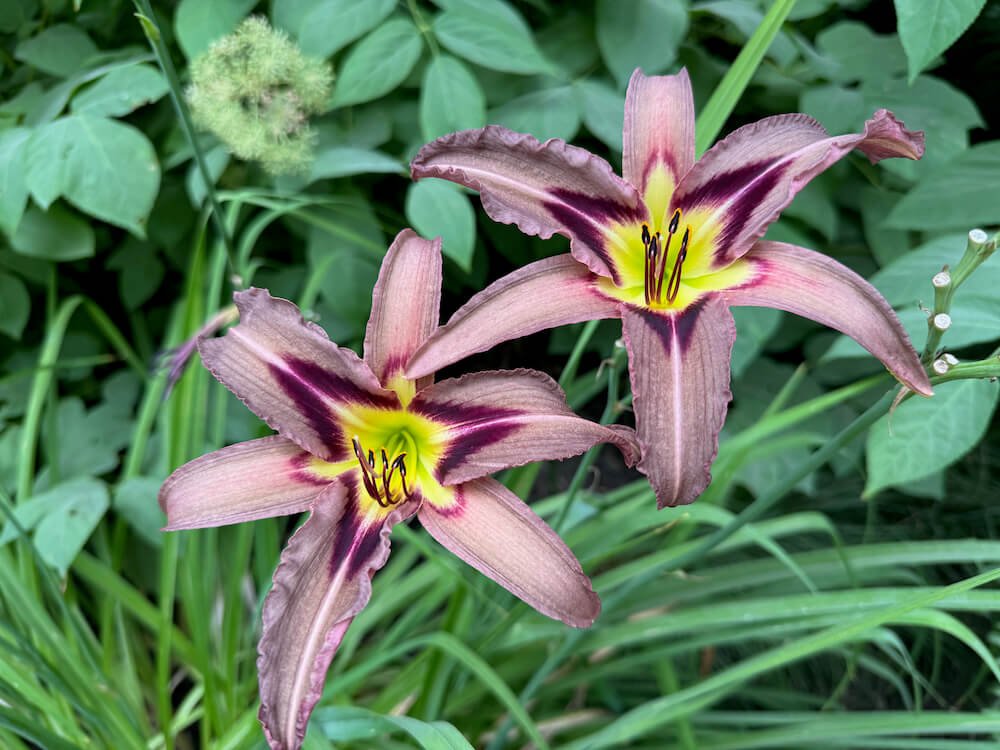 Hemerocallis 'Grey Witch' 02.jpeg