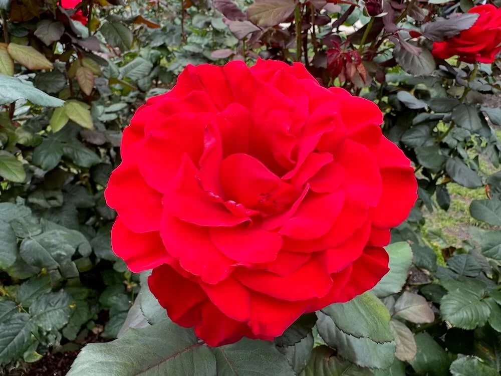 Rosa 'Legends' 01.jpeg