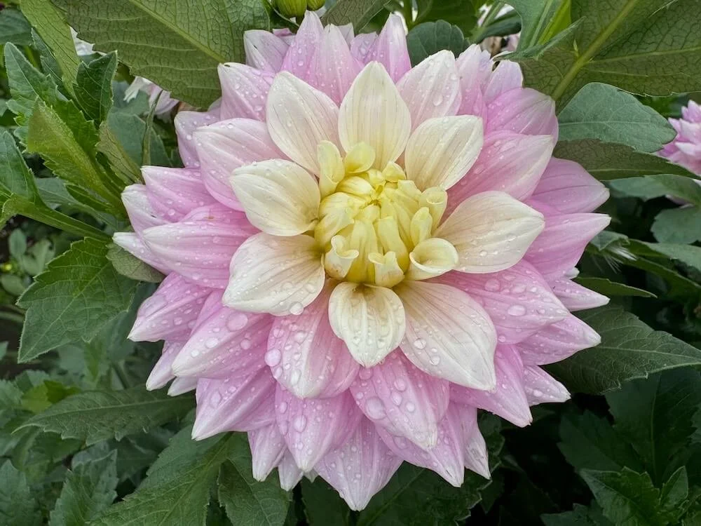 Dahlia 'Petal Faster' 01.jpeg