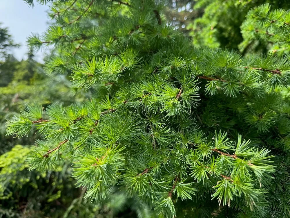 Larix kaempferi 'Wolterdingen' | Wolterdingen Dwarf Japanese Larch