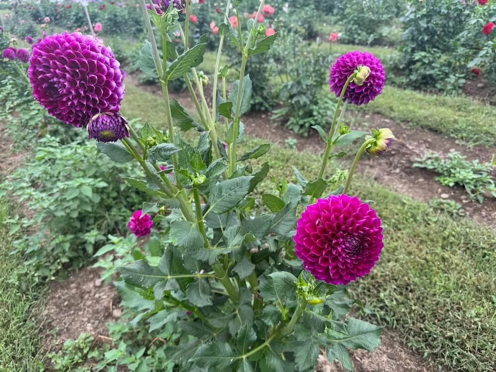 Dahlia 'Sharky' 03.jpeg