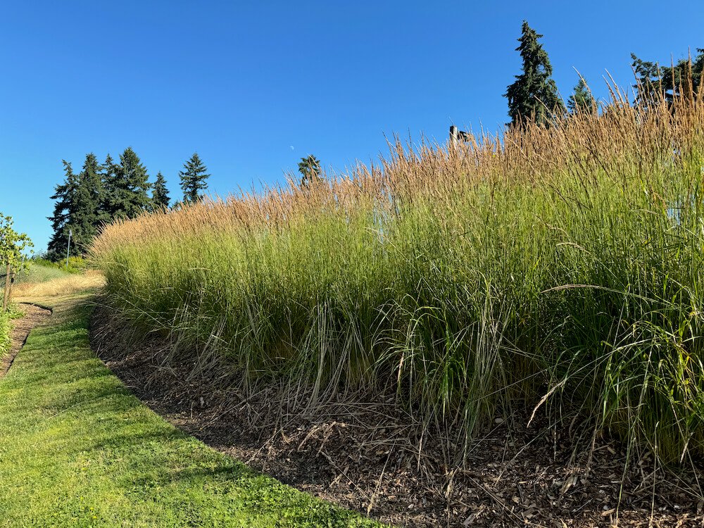 Calamagrostis x acutiflora 'Karl Foerster' 03.jpeg