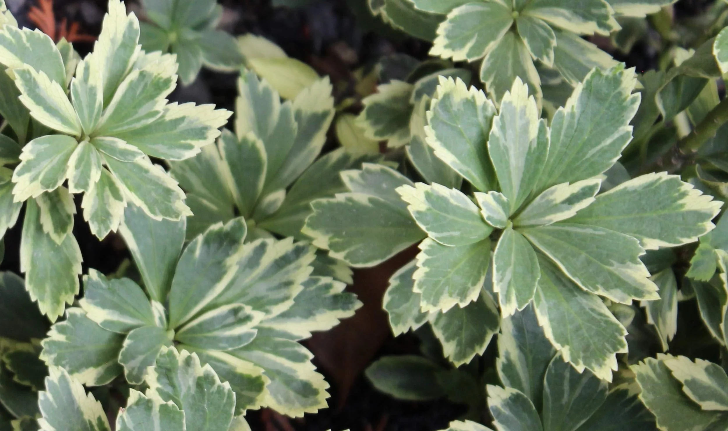 Pachysandra terminalis ‘Silver Edge’ | Variegated Japanese Spurge