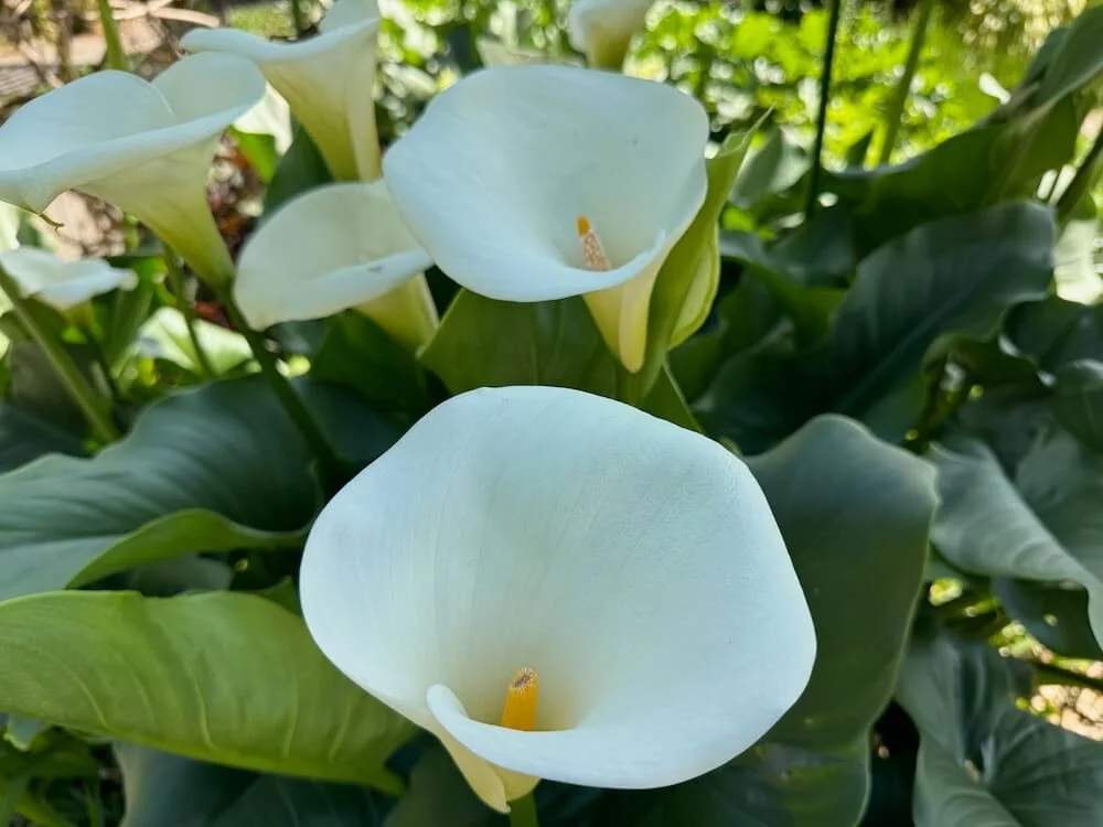 Zantedeschia aethiopica 02.jpeg