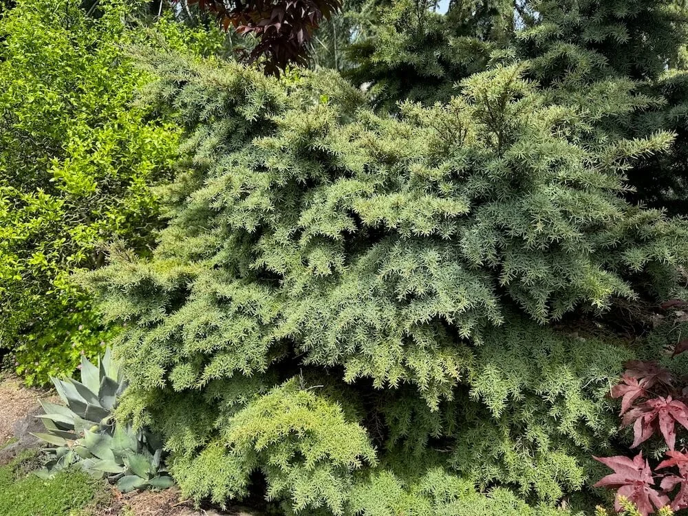 Tsuga mertensiana 'Elizabeth' 03.jpeg