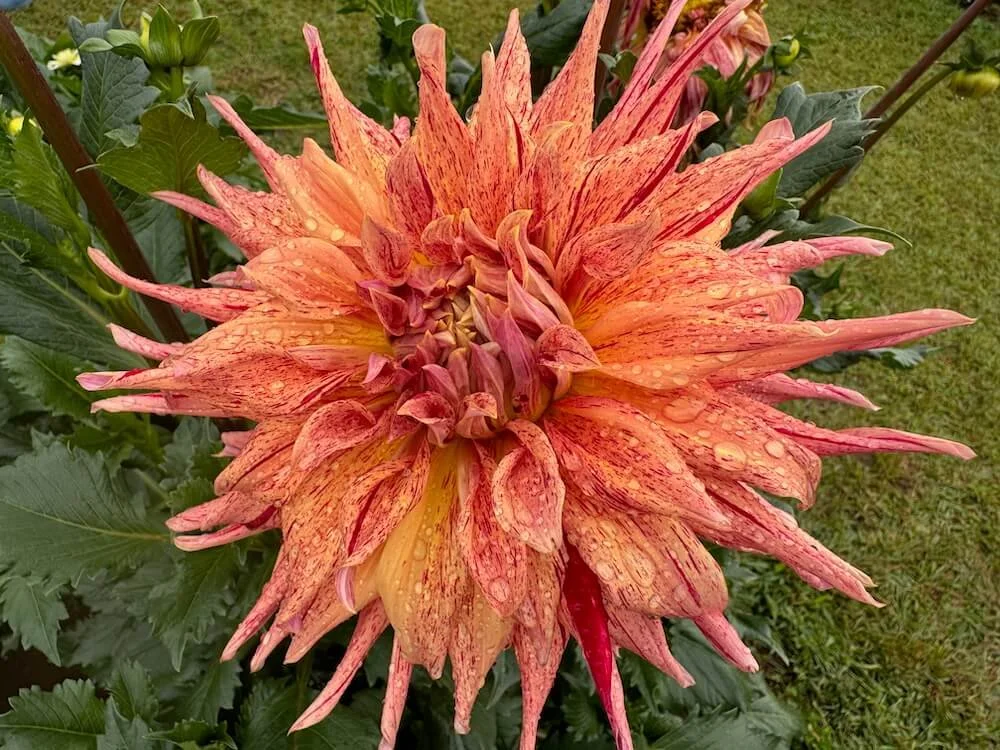 Dahlia 'Maniac' 01.jpeg