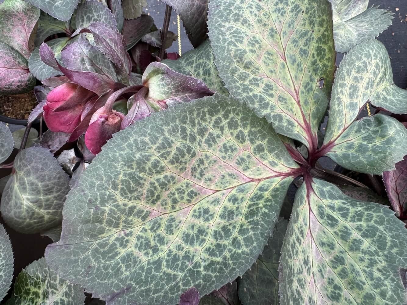 Helleborus x hybridus 'Dorothy's Dawn' 04.jpeg