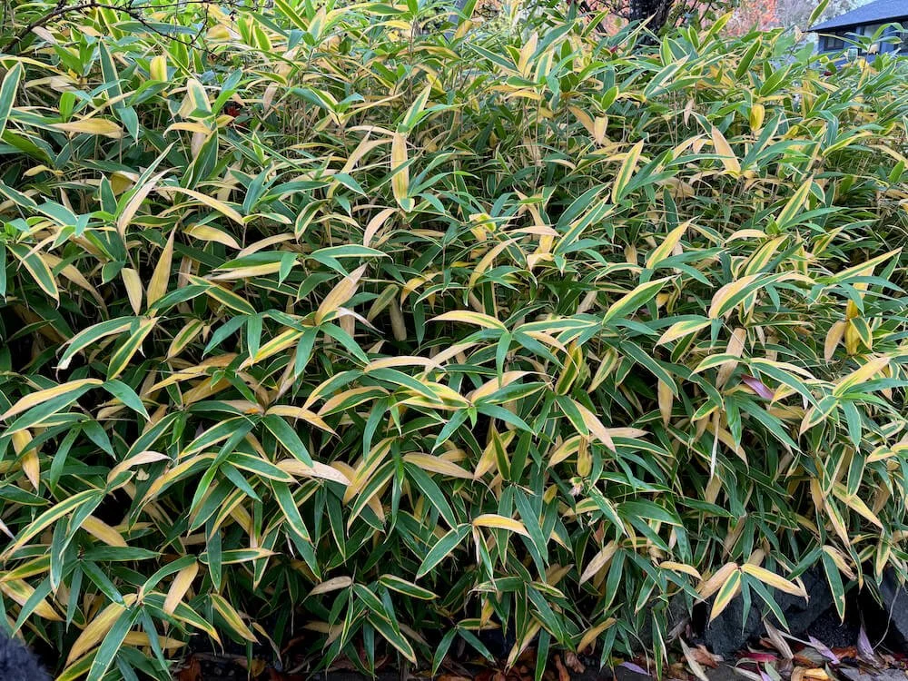 Sasa veitchii 04.jpeg