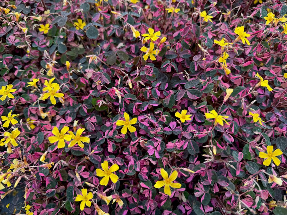 Oxalis spiralis ssp. vulcanicola 'Plum Crazy' 02.jpeg