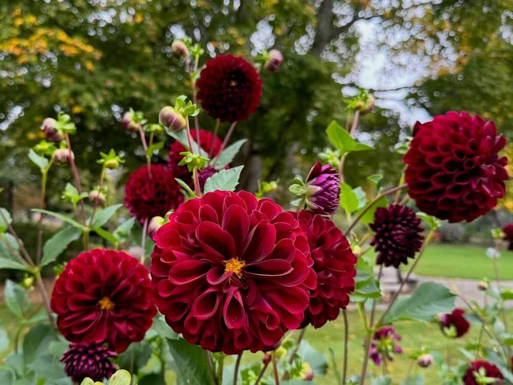 Dahlia 'Dark Spirit' 04.jpeg