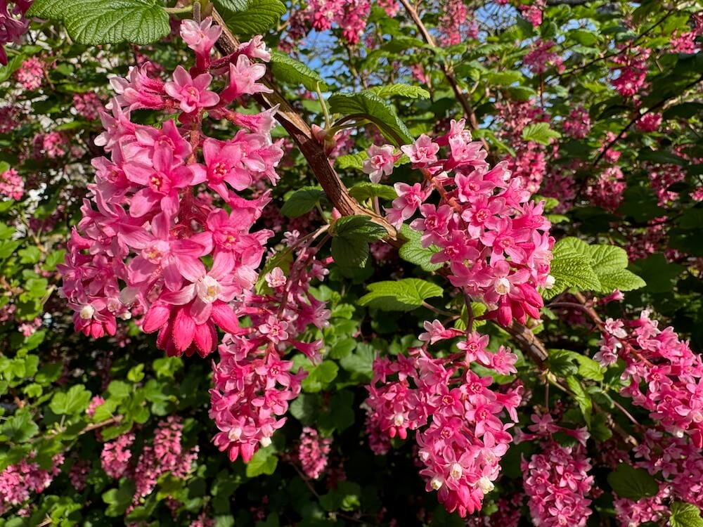 Ribes sanguineum 02.jpeg