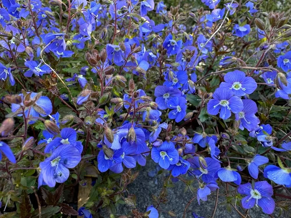 'Veronica peduncularis 'Georgia Blue' 02.jpeg