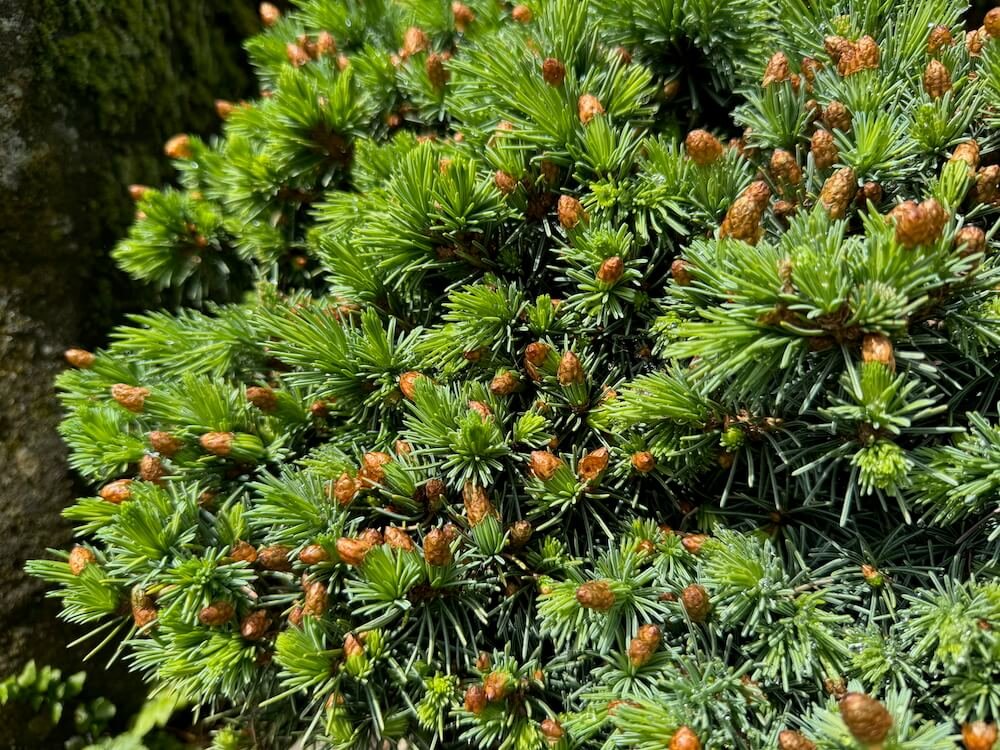 Picea engelmannii 'Talbot Lake' 03.jpeg