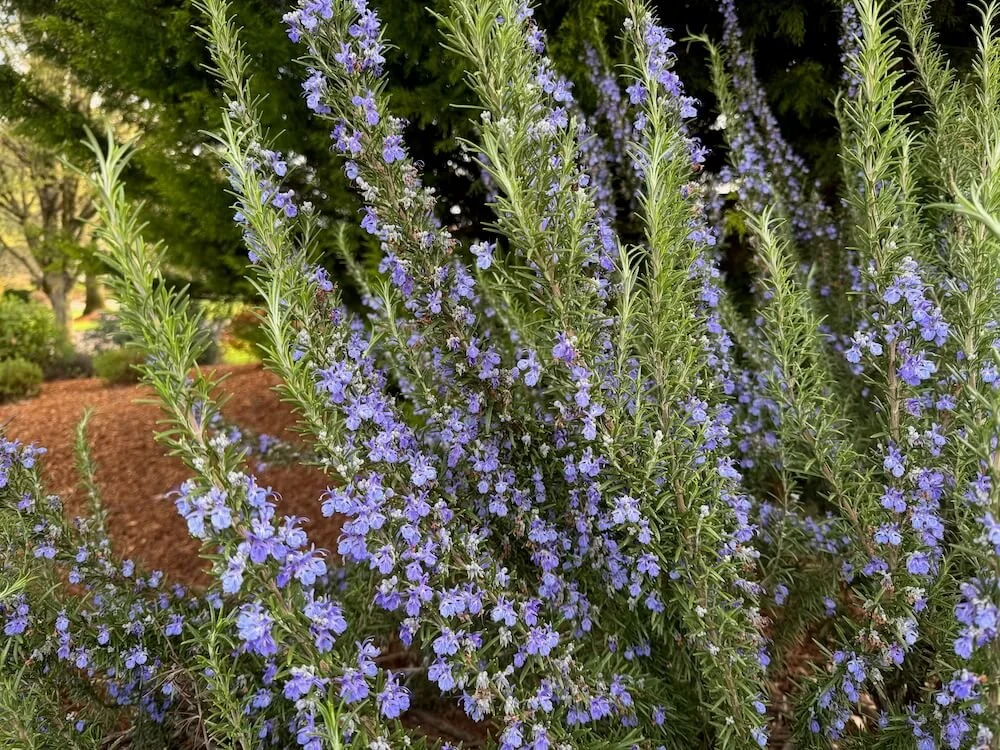 Rosmarinus officinalis 'Tuscan Blue' 01.jpeg
