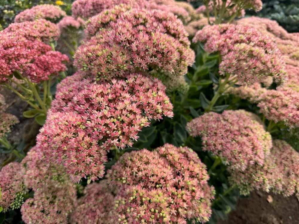 Hylotelephium spectabile 'Autumn Joy' 09.jpeg