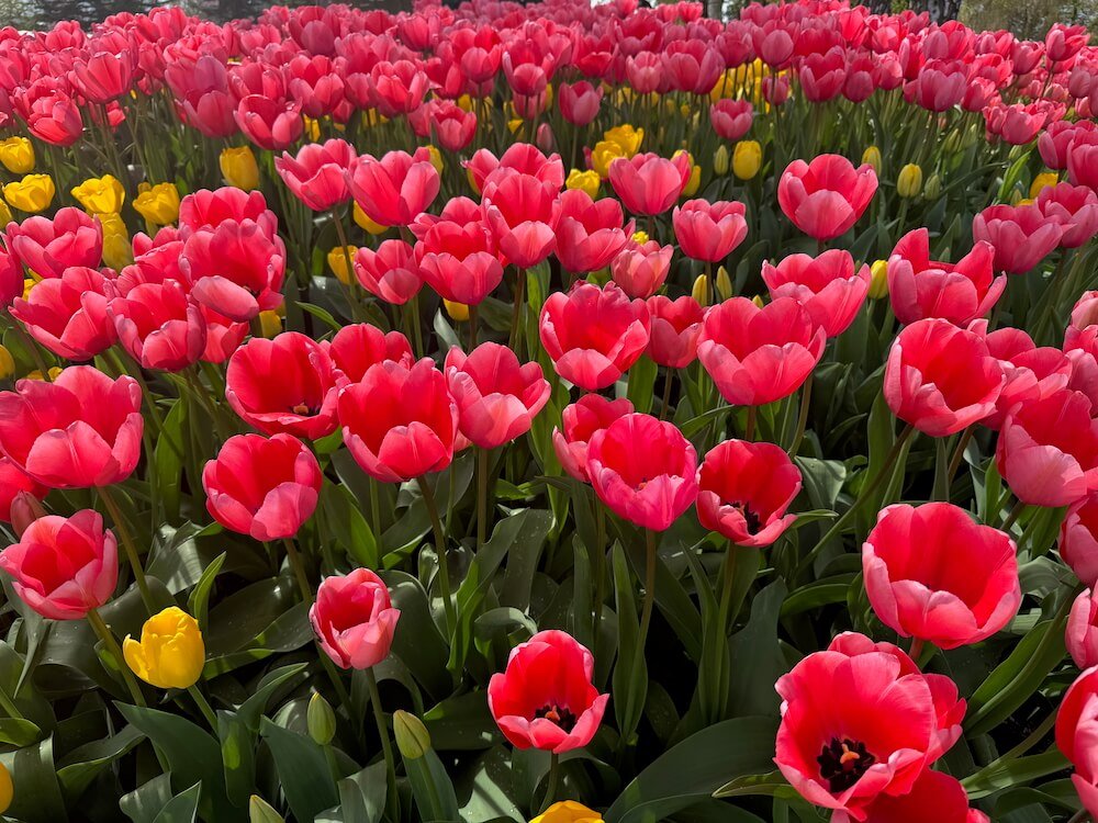 Tulipa 'Pink Impression' 03.jpeg