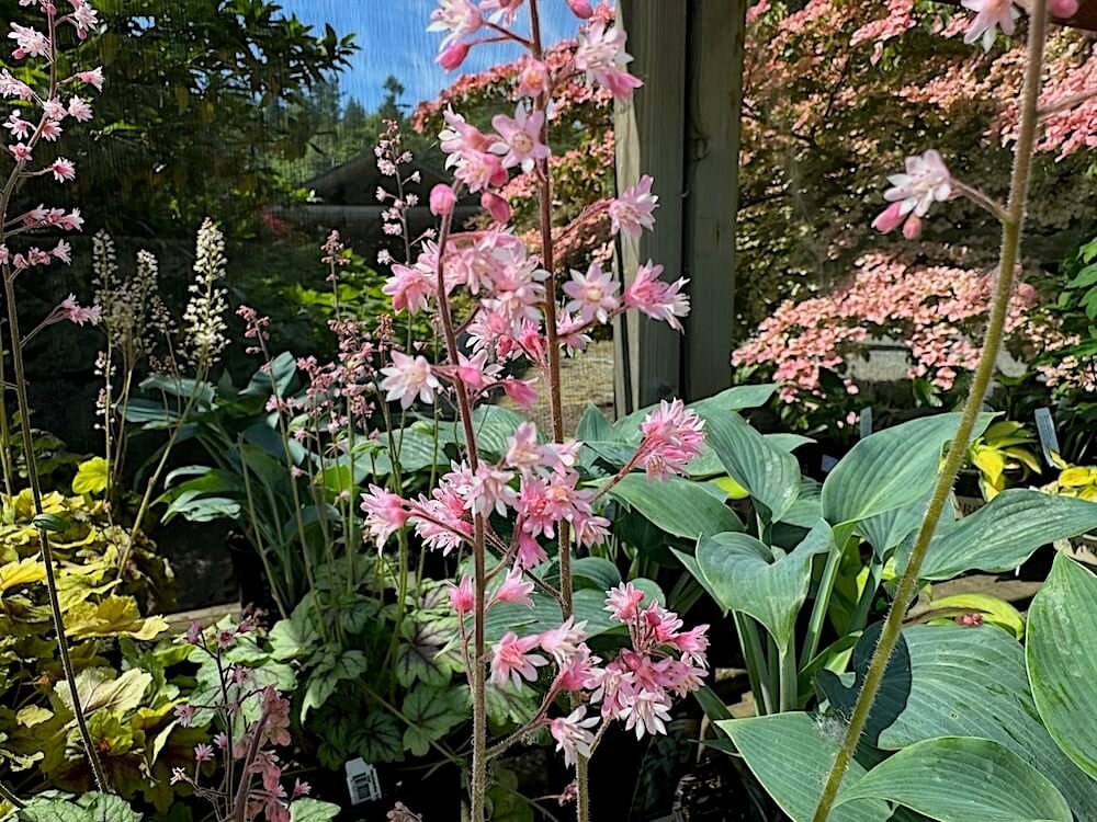 Heucherella 'Pink Fizz' 02.jpeg