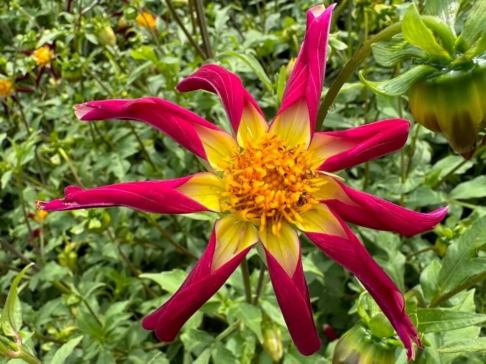 Dahlia 'Tahoma Moonshot' 03.jpeg