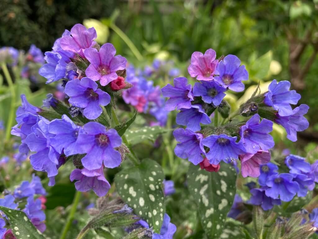Pulmonaria 'Trevi Fountain' 01.jpeg
