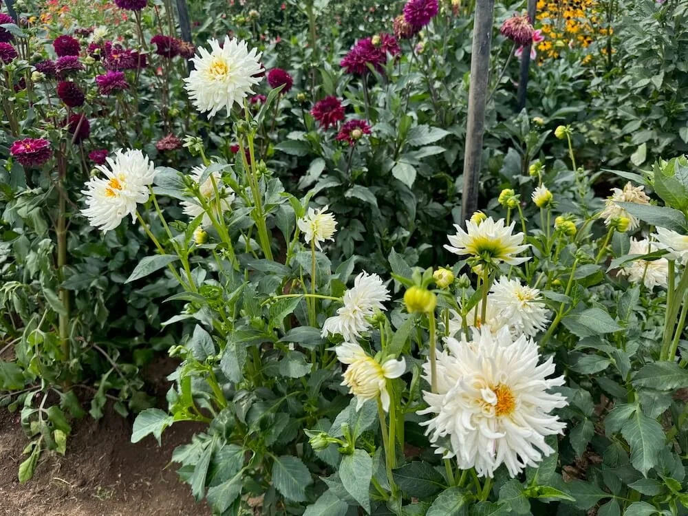 Dahlia 'Jack Frost' 03.jpeg