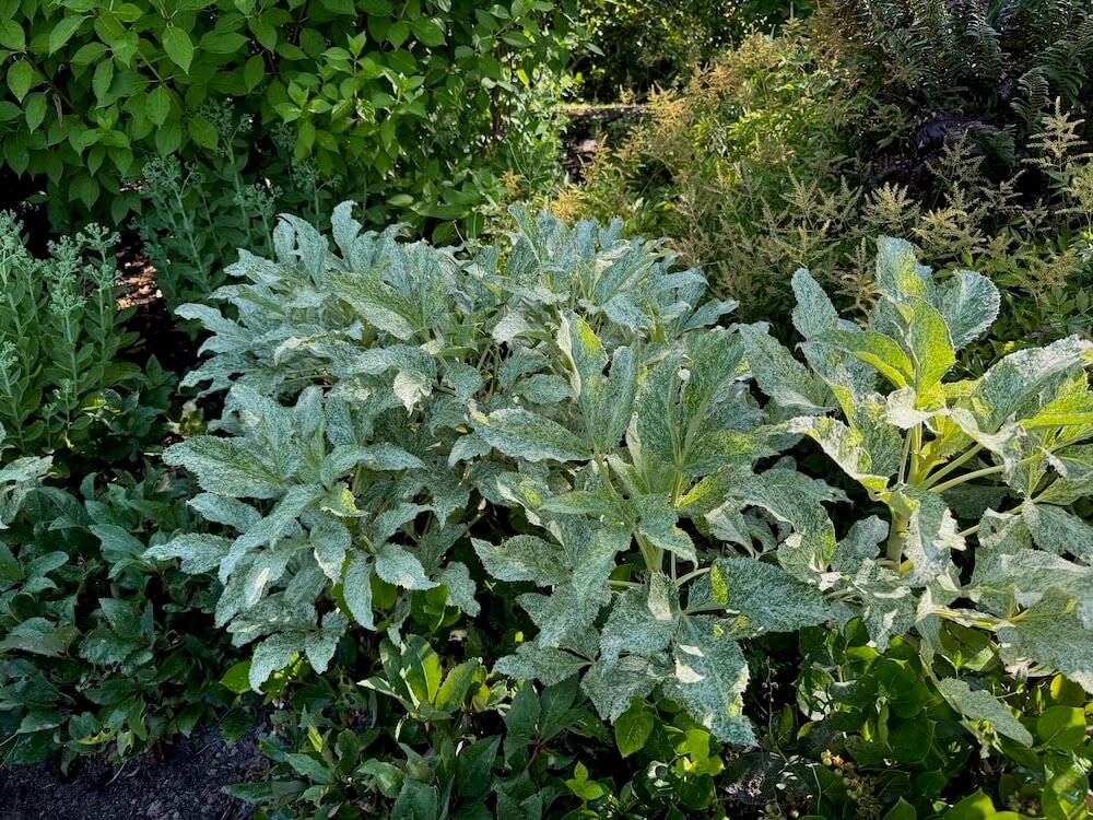 Helleborus 'Snow Fever' 08.jpeg