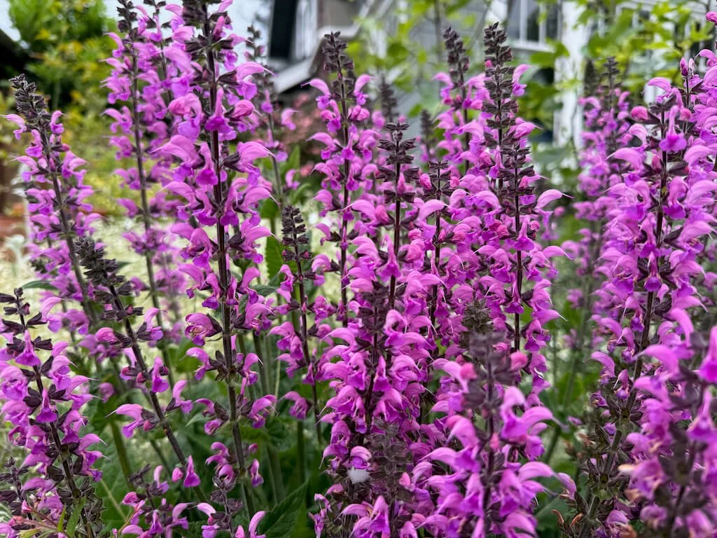 Salvia nemorosa ‘New Dimension Rose’ 02.jpeg